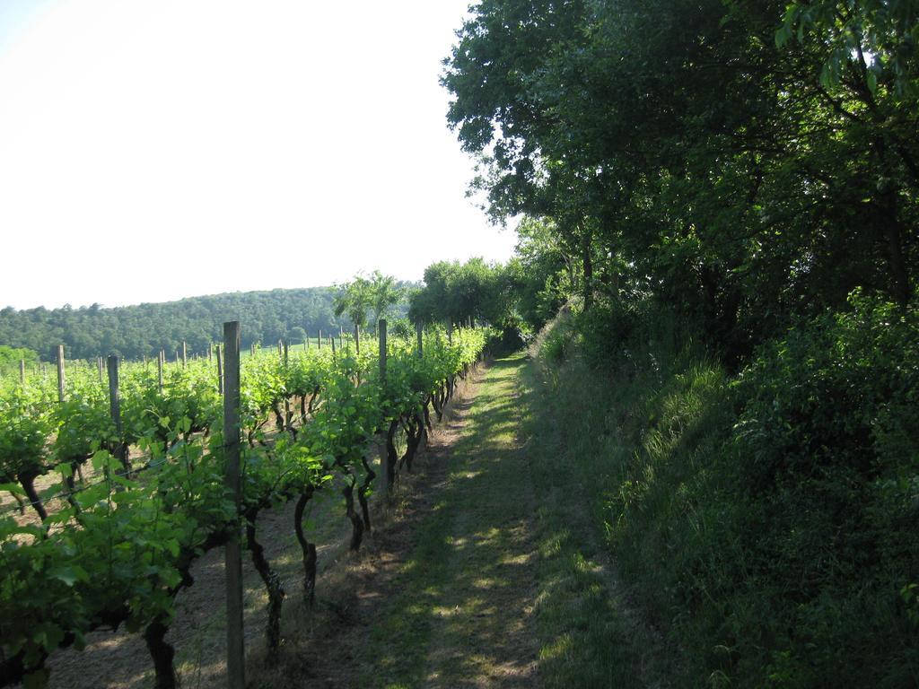 Agriturismo Campagnoletto Cavriana ห้อง รูปภาพ