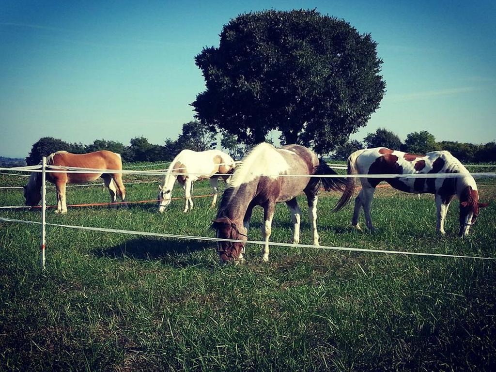 Agriturismo Campagnoletto Cavriana ภายนอก รูปภาพ